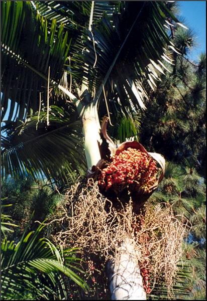 King Palm