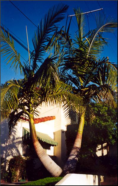 King Palm
