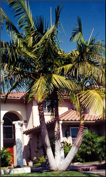 King Palm