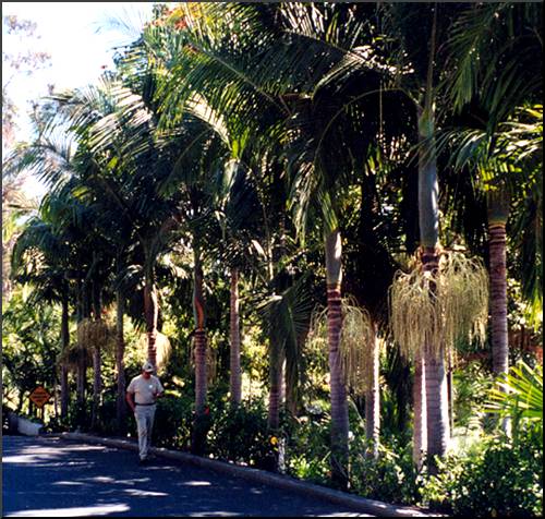 King Palm
