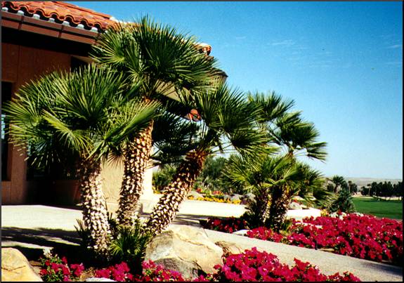 Mediterranean Fan Palm