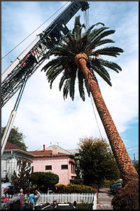 Gently Lifting a Palm, a Liberated Tree