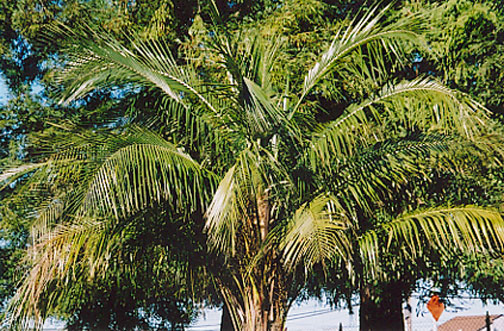 Giant Bird of Paradise
