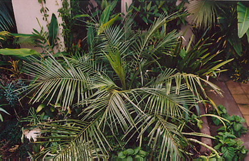 Giant Bird of Paradise
