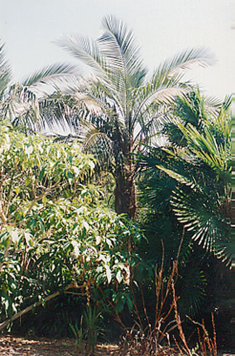 Giant Bird of Paradise