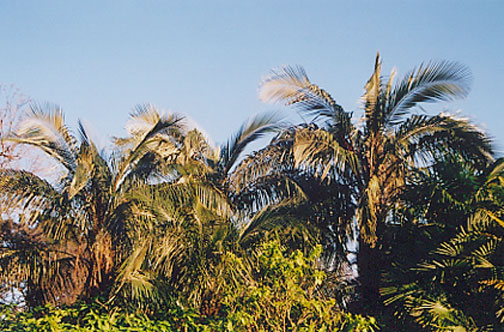 Giant Bird of Paradise