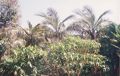 Giant Bird of Paradise