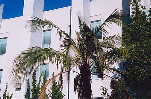 Giant Bird of Paradise