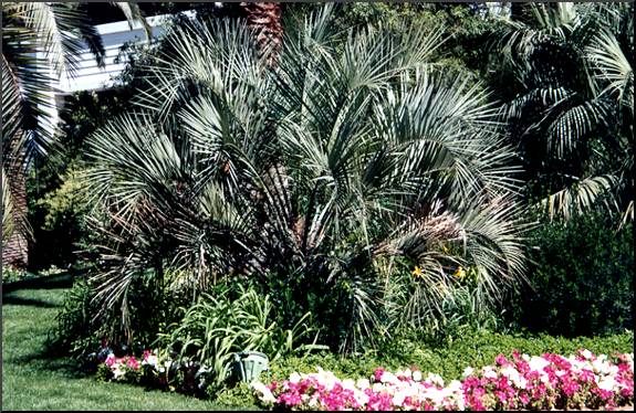 Pindo or Jelly Palm