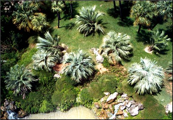 Pindo or Jelly Palm