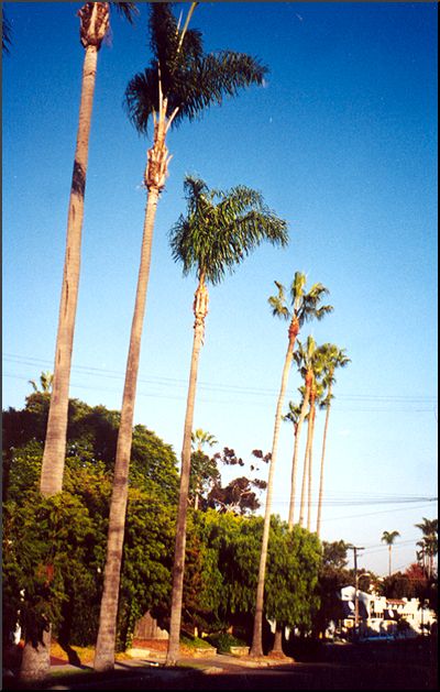 Queen Palm