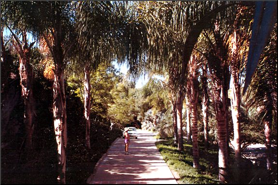 Queen Palm