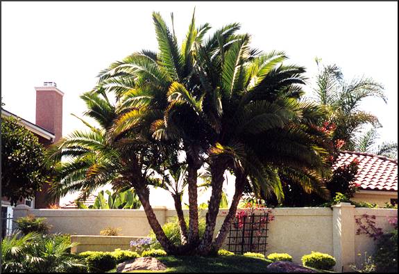 Senegal Date Palm