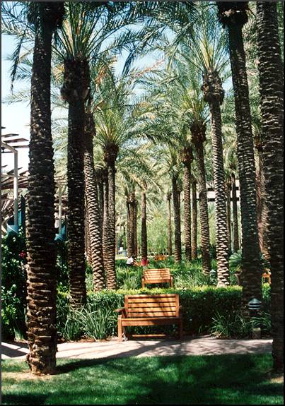 True Date Palm
