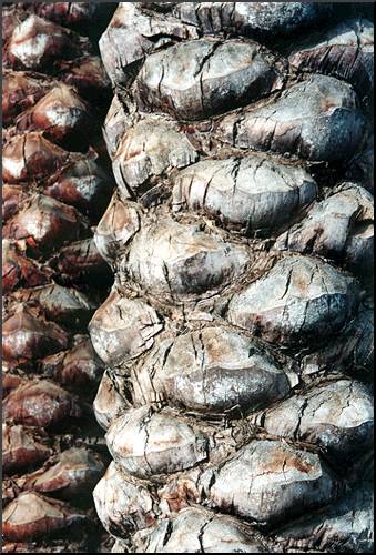 True Date Palm