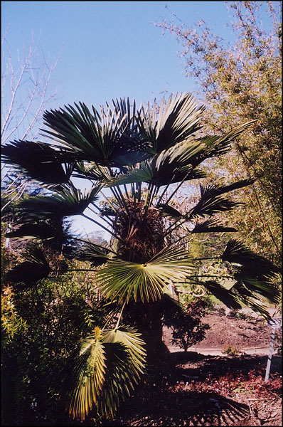 Chinese Fan Palm